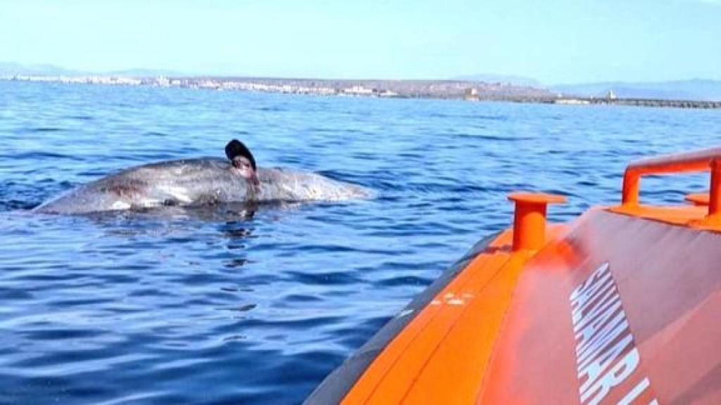 El cadáver del cachalote de 12 metros cerca de Tabarca.