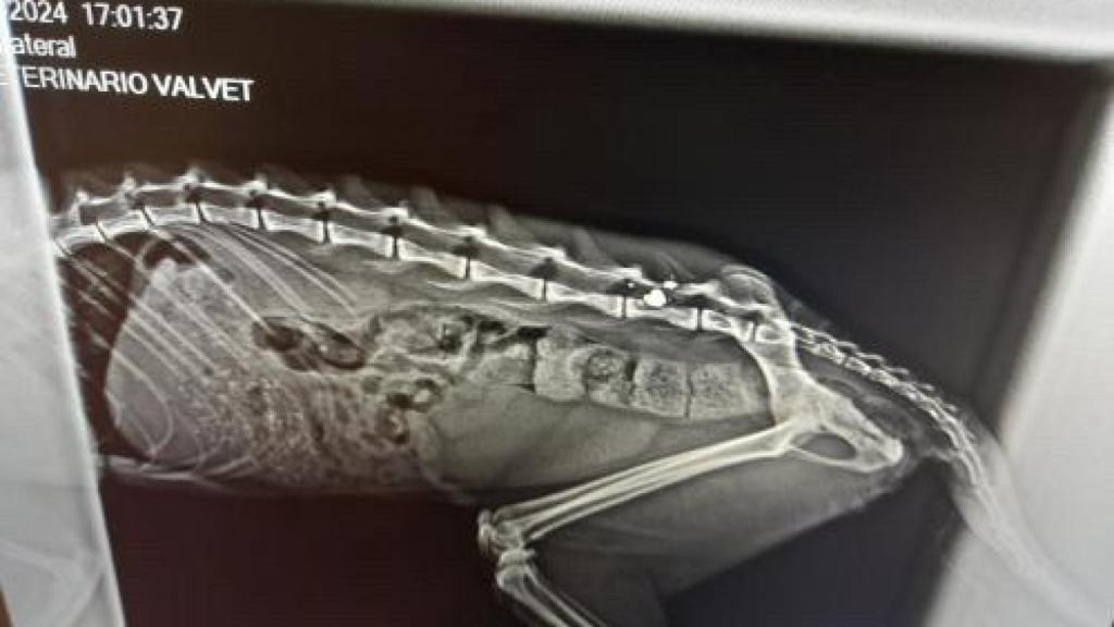 Imagen de una radiografía de un gato herido con un perdigón