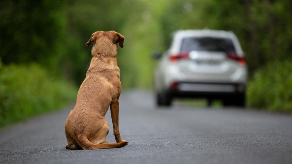 Un perro abandonado en la carretera.