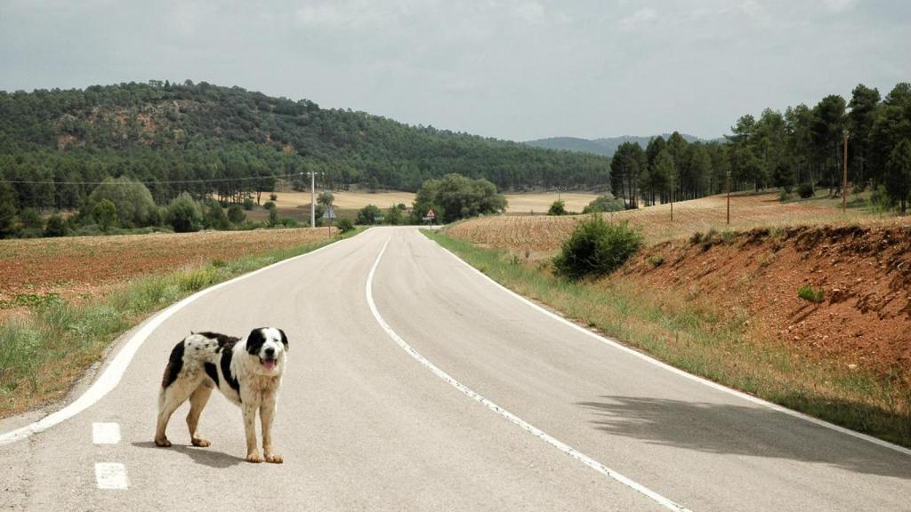 Un perro abandonado en la carretera.
