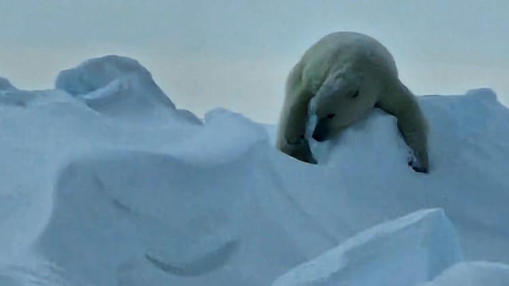 El tercer oso polar avistado por los tres expedicionarios, durante su travesía hacia el Polo Norte magnético.