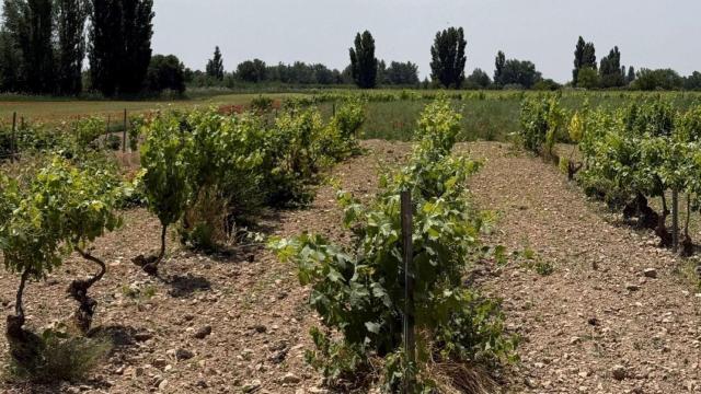 Viñedo de Bodegas Alcardet.