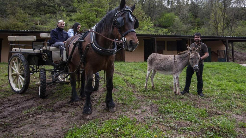 Caballos y burros para trabajar el campo.