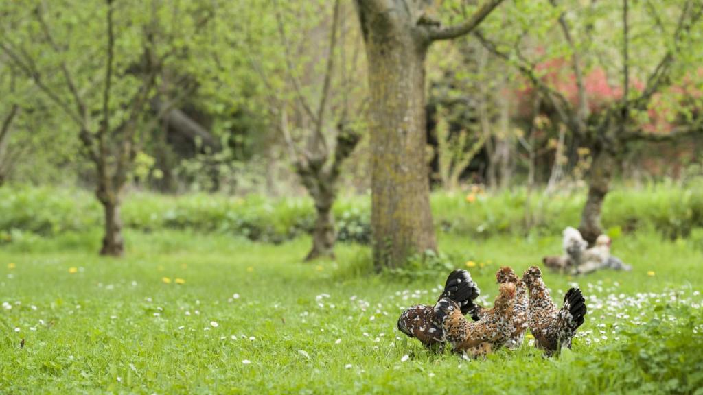 Las gallinas que abastecen de huevos a Venta Moncalvillo.