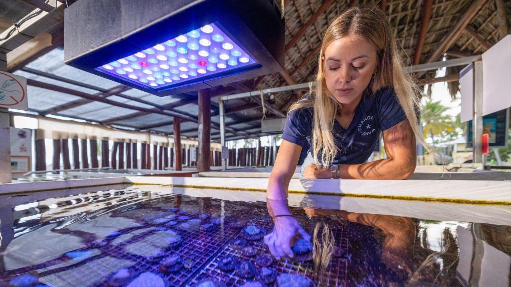 Macarena Blanco, coordinadora científica del Grupo Iberostar, en el Coral Lab que puso en marcha.