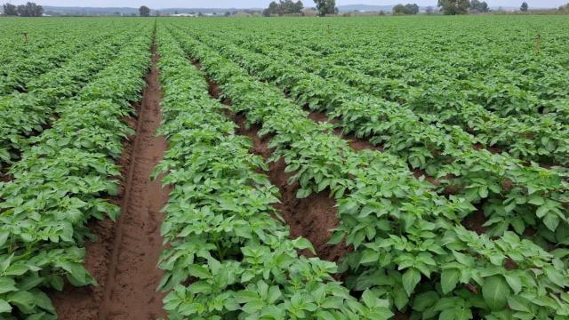 Las patatas de Castilla y León que venden en Mercadona