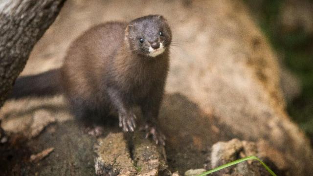 Imagen de archivo de un visón europeo, especie en peligro crítico de extinción.