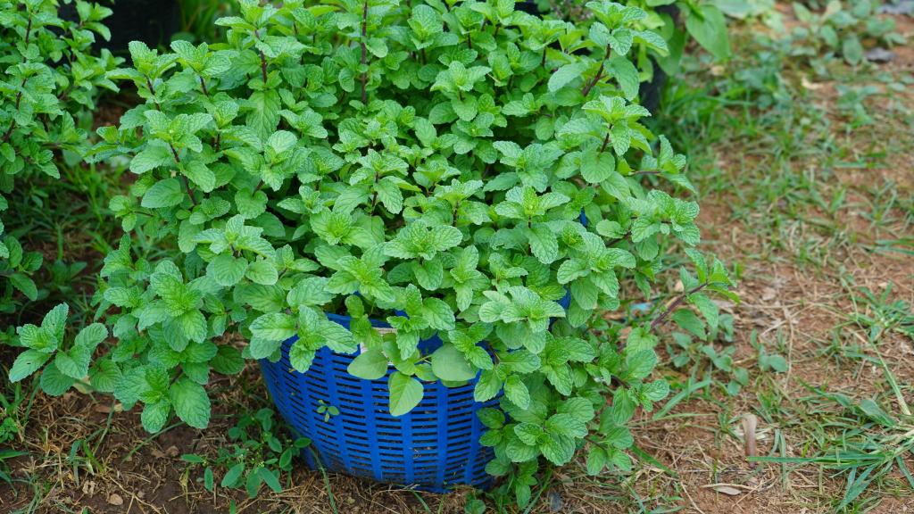 La planta citronela.