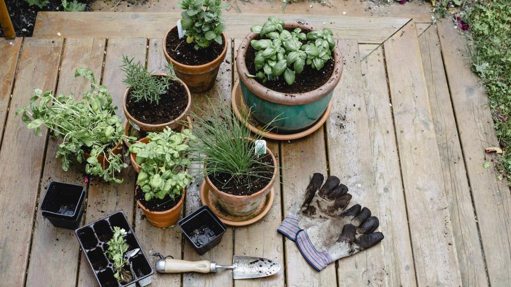 Unas plantas en macetas.