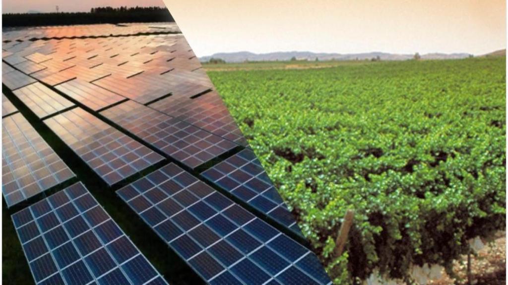 Placas solares y viñas, los futuros cambios de paisaje en Monforte del Cid.