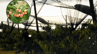 Las mallas de los campos llenas del granizo que cayó en Munébrega