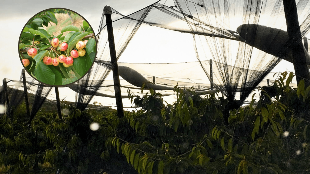Las mallas de los campos llenas del granizo que cayó en Munébrega