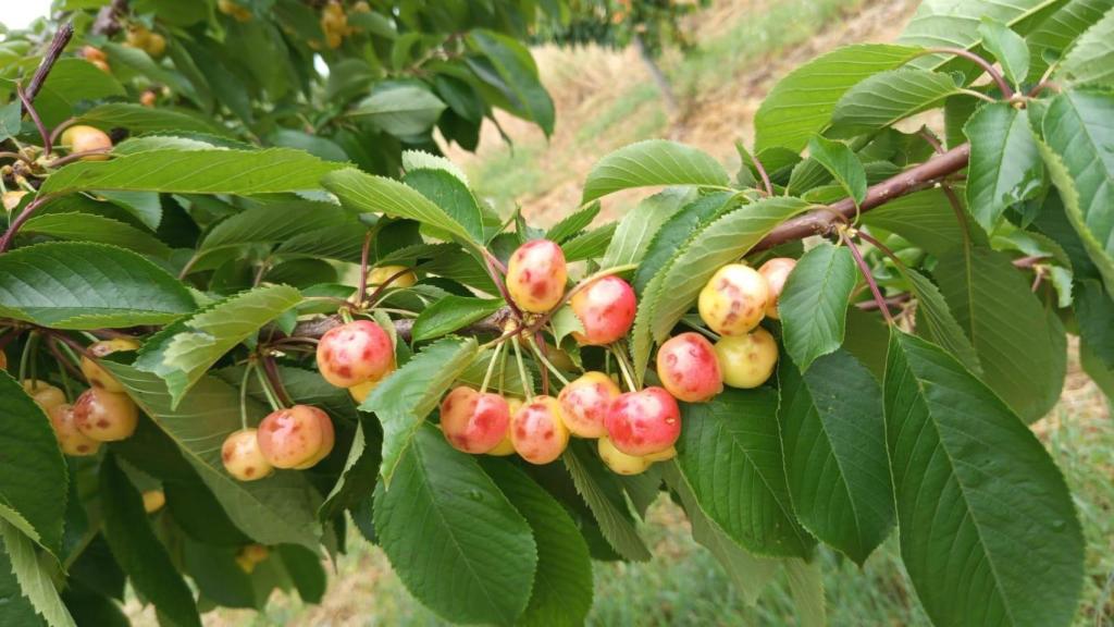 Cereza afectada por el granizo en Munébrega, Zaragoza