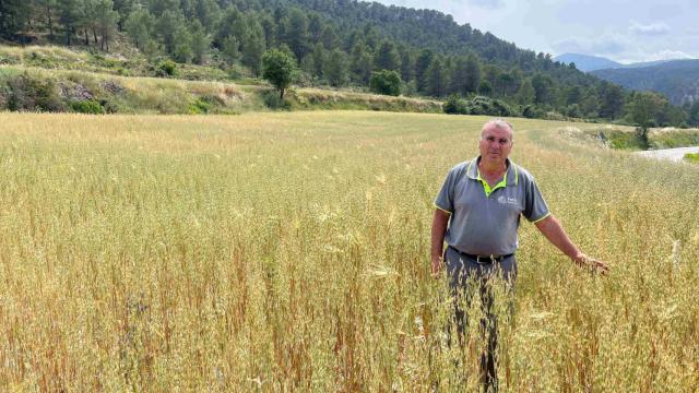 Ricardo Ferri, agricultor en uno de sus campos de cereales en el interior de Alicante.