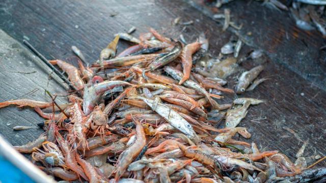 Varios peces recién capturados en un bote de madera de pesca