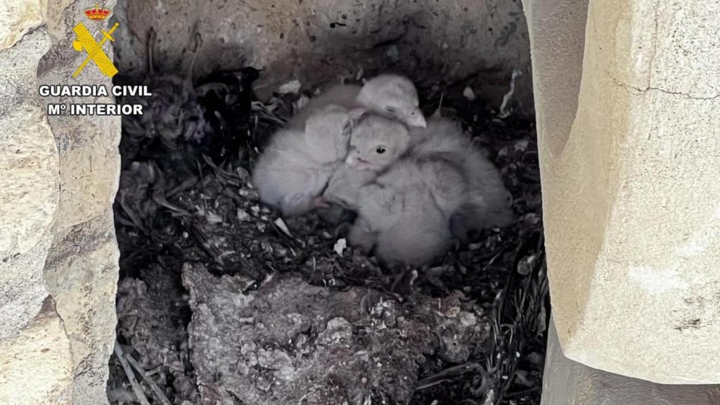 Cuatro crías de cernícalo vulgar encontradas en la Torre de Santiago de la Basílica del Pilar