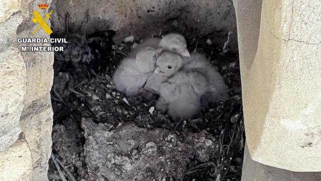 Cuatro crías de cernícalo vulgar encontradas en la Torre de Santiago de la Basílica del Pilar
