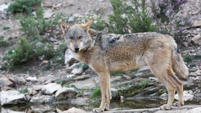 Lobo ibérico en Robledo de Sanabria