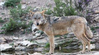 Lobo ibérico en Robledo de Sanabria