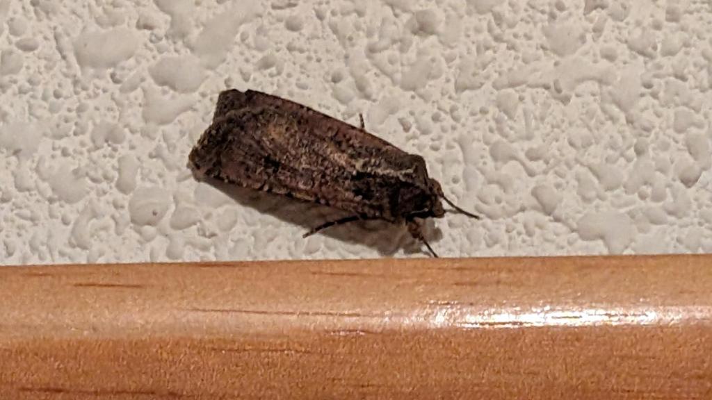 Una polilla gigante se cuela en una casa.