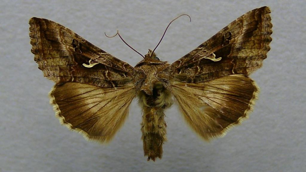 Polilla Autographa gamma en un domicilio.