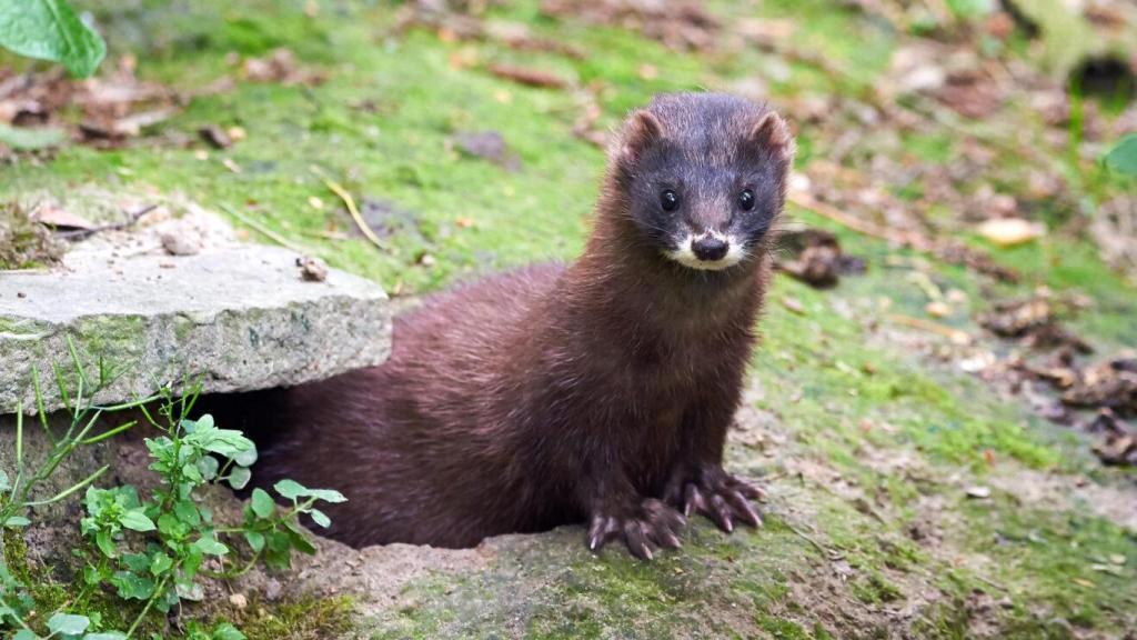 Un visón europeo en libertad.