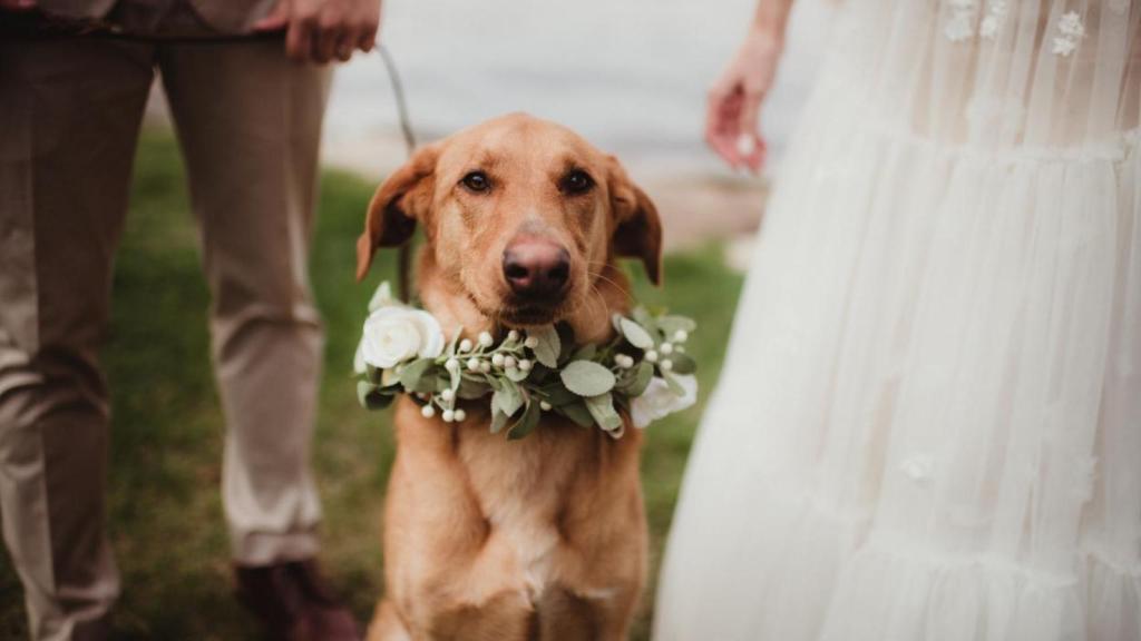Incluir a las mascotas en la celebración de las bodas es una tendencia al alza.