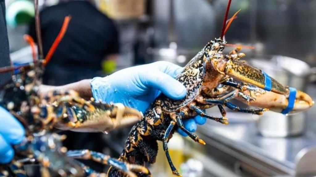 Langostas que preparan en el Restaurante Casa Vella