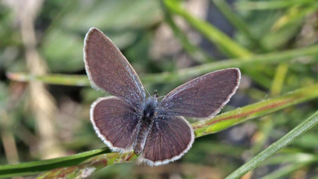 Un duende oscuro o 'Cupido minimus'.