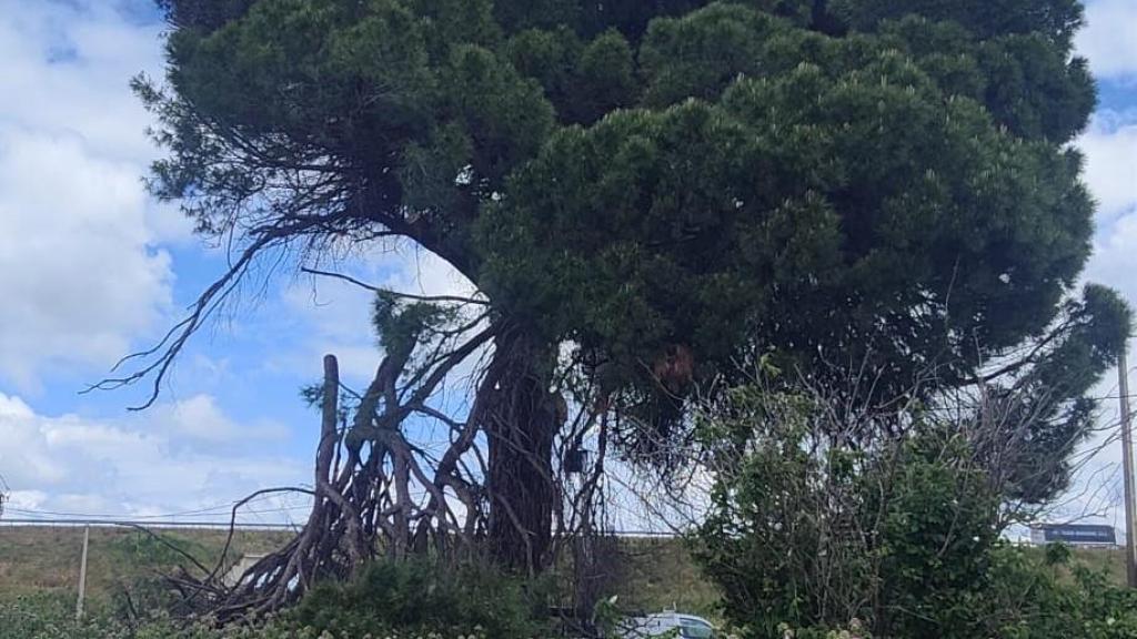 Pino en Rielves (Toledo). Foto: Ayuntamiento.