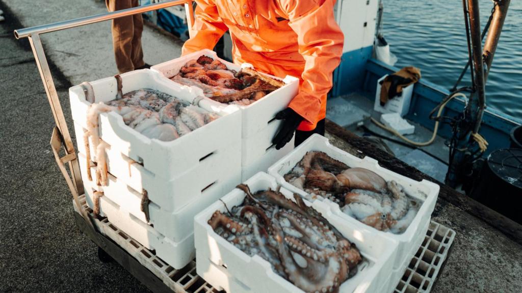 Pescadores transportando pulpos recién pescados.