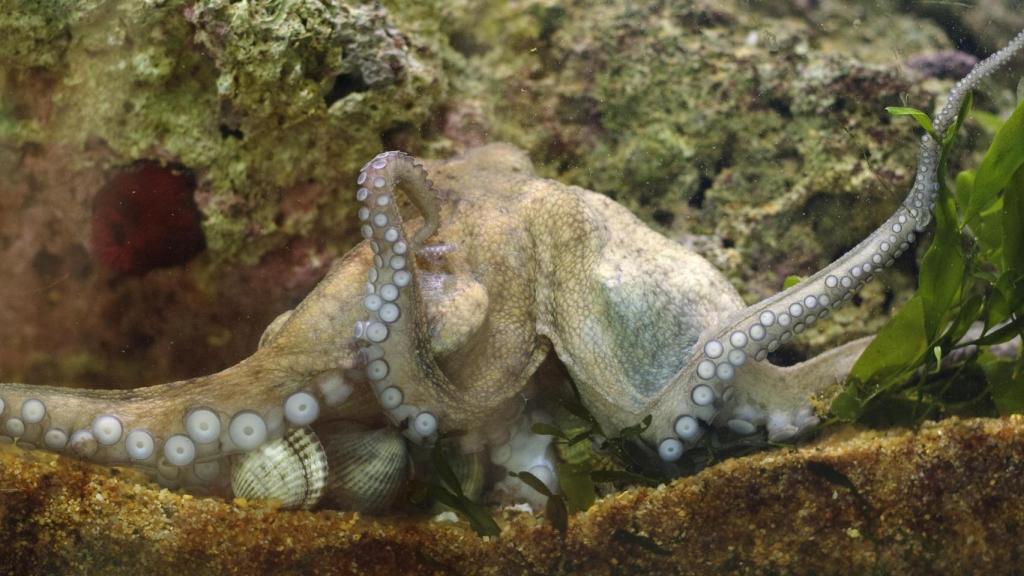 Un pulpo alimentándose de berberechos