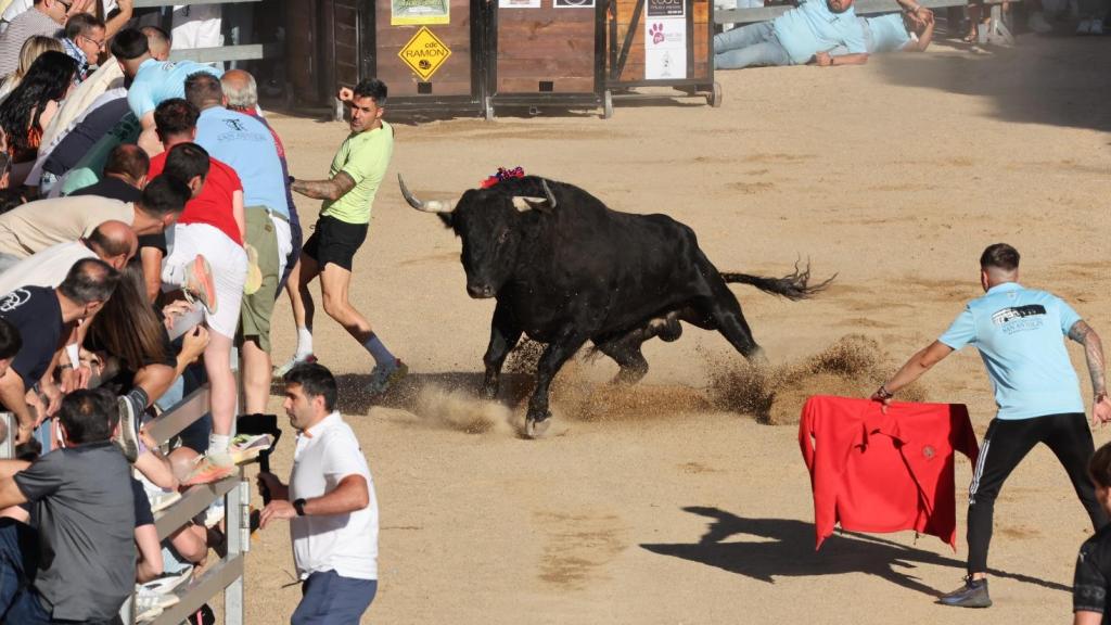 Uno de los toros en Medina del Campo