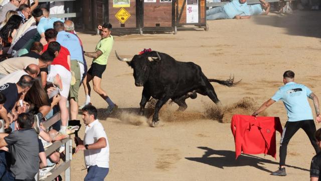 Uno de los toros en Medina del Campo
