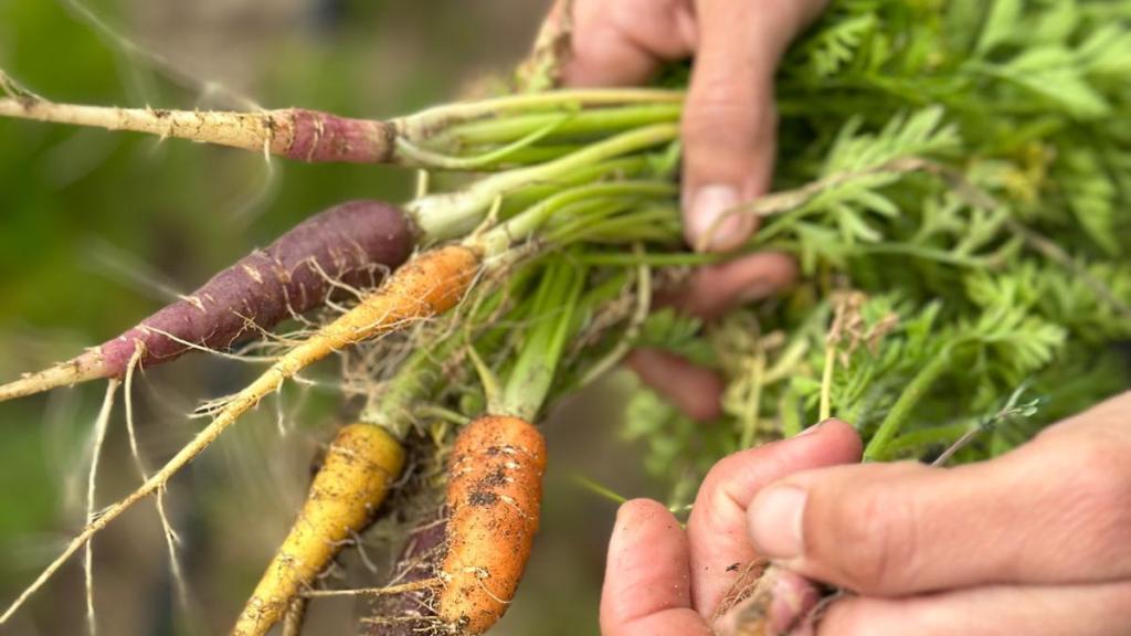 Las zanahorias de Finca A Cerquinha.