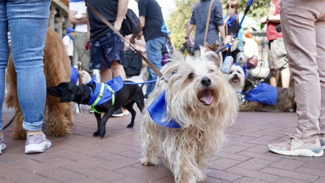 Movilización de veterinarios, este domingo en Valladolid
