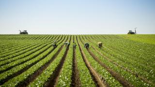 Cultivo al aire libre de Florette en Cadreita, Navarra.