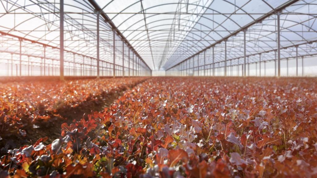 Los brotes tiernos se cultivan en invernaderos debido a su vulnerabilidad.