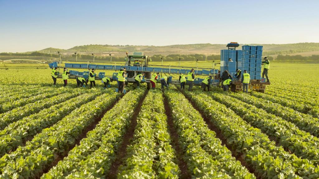 Los trabajadores de Florette en uno de sus cultivos al aire libre.