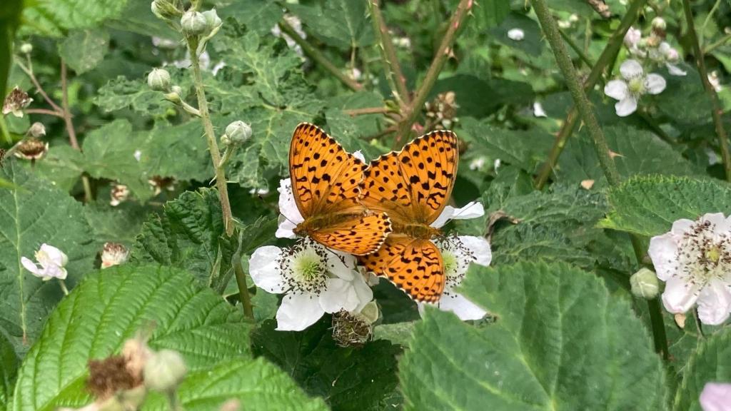 Mariposas censadas en Cataluña.