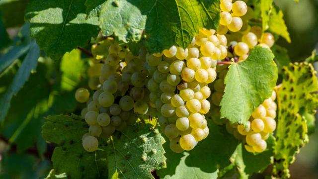 Imagen de archivo de un viñedo