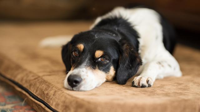 Un perro tumbado en su cama.