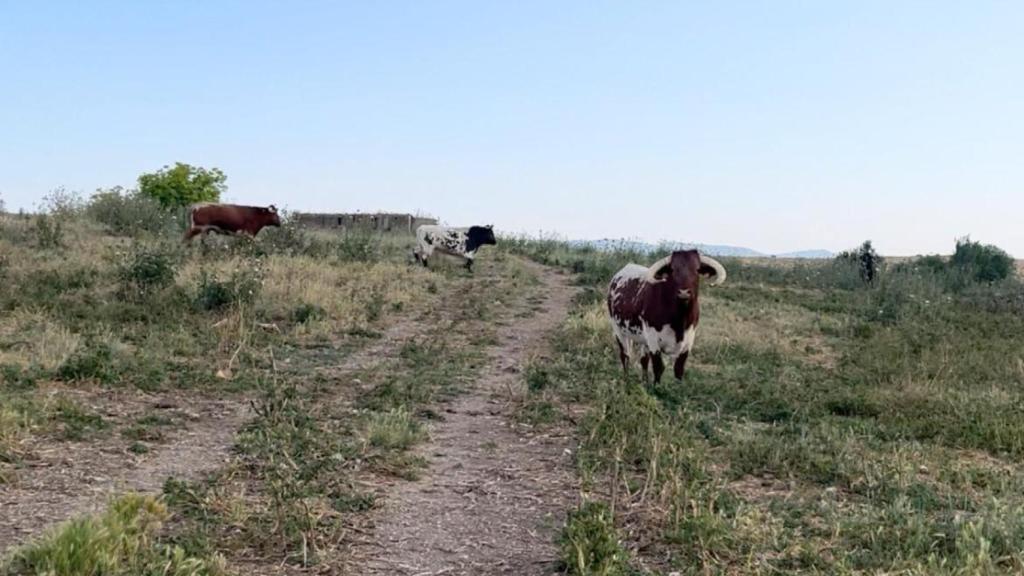 Algunos de los bueyes de Gustavo Aranda.