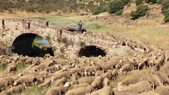 Paco Morgado, en camino con su rebaño de ovejas.