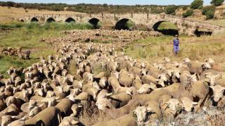 Paco Morgado, en camino con su rebaño de ovejas.