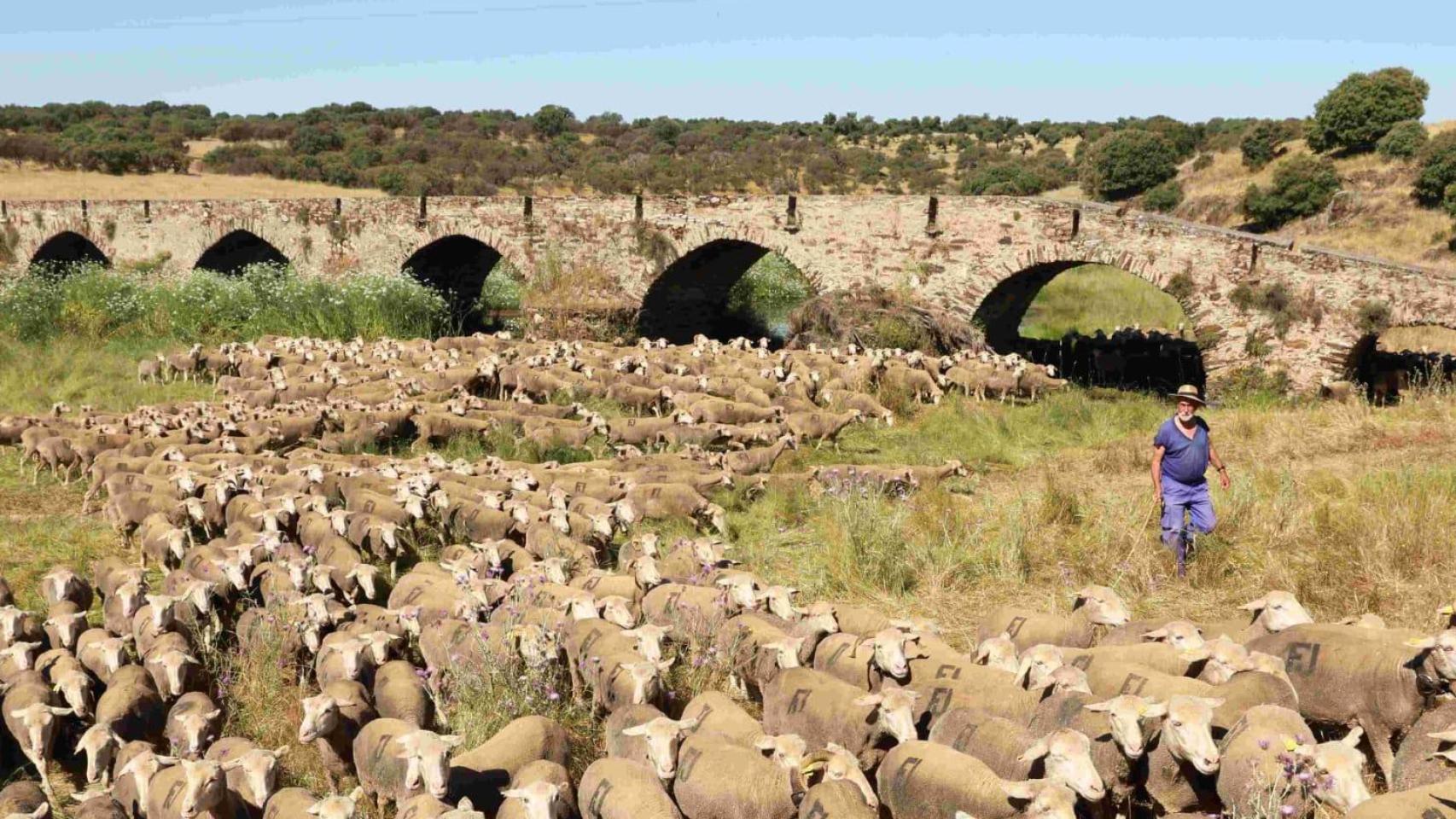Paco Morgado, en camino con su rebaño de ovejas.