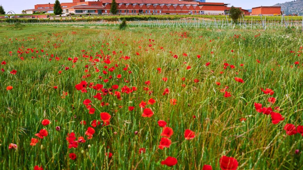 La Bodega del Arte, como se conoce a Bodega Enate.