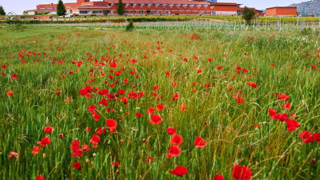 La Bodega del Arte, como se conoce a Bodega Enate.
