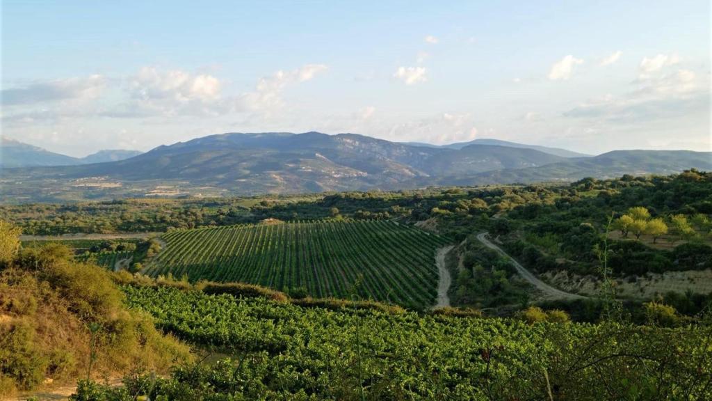 Bachimaña, el viñedo más alto al oeste del Somontano, en julio.