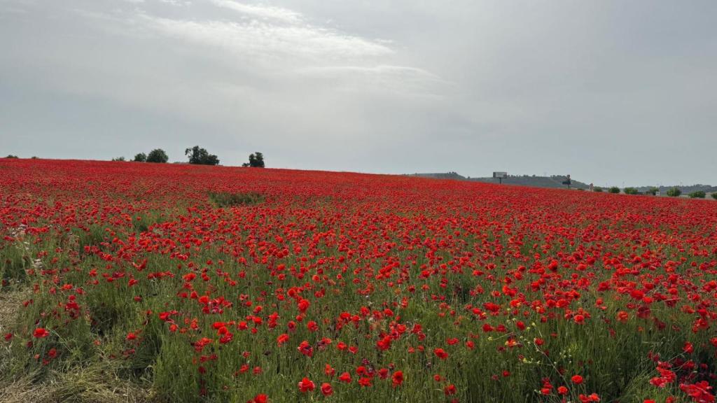 Campo de amapolas en Valladolid